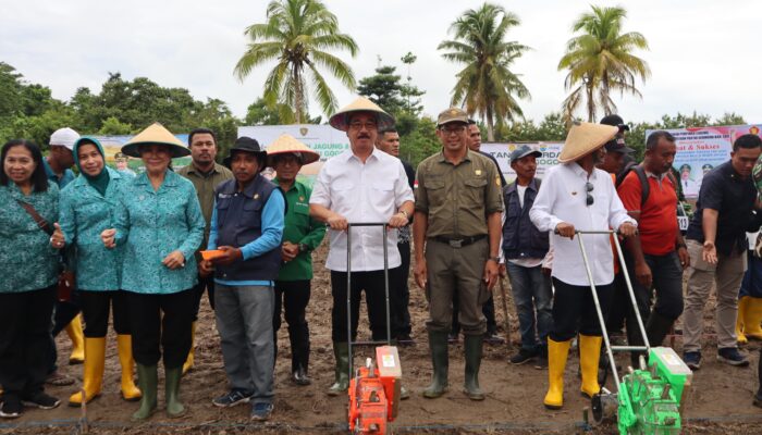 Kegiatan panen jagung di SBB, Gubernur Maluku serahkan sejumlah bantuan pertanian untuk petani.
